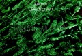 gb9 dkgreen-z.jpg